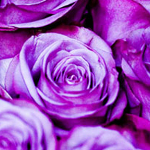 【最新版2024】完全免费的ddos免费测试